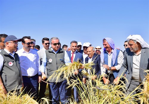 Vali Ali İhsan Su Çeltik Hasadına Katıldı